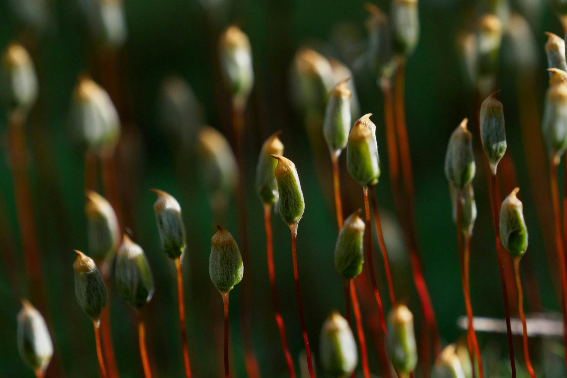 Pickmos é Removido da Steam em Face de Críticas Férreas!