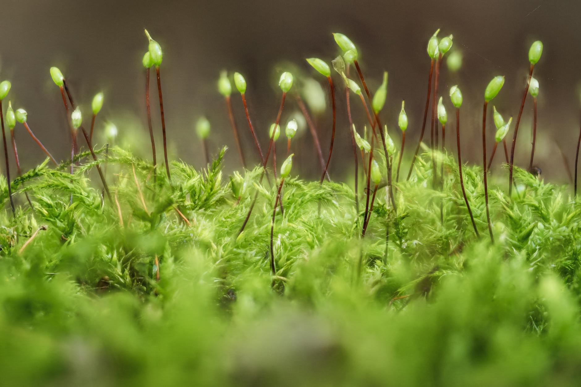 Pickmos: O Nome Muda, Mas O Similar com Pokémon Fica