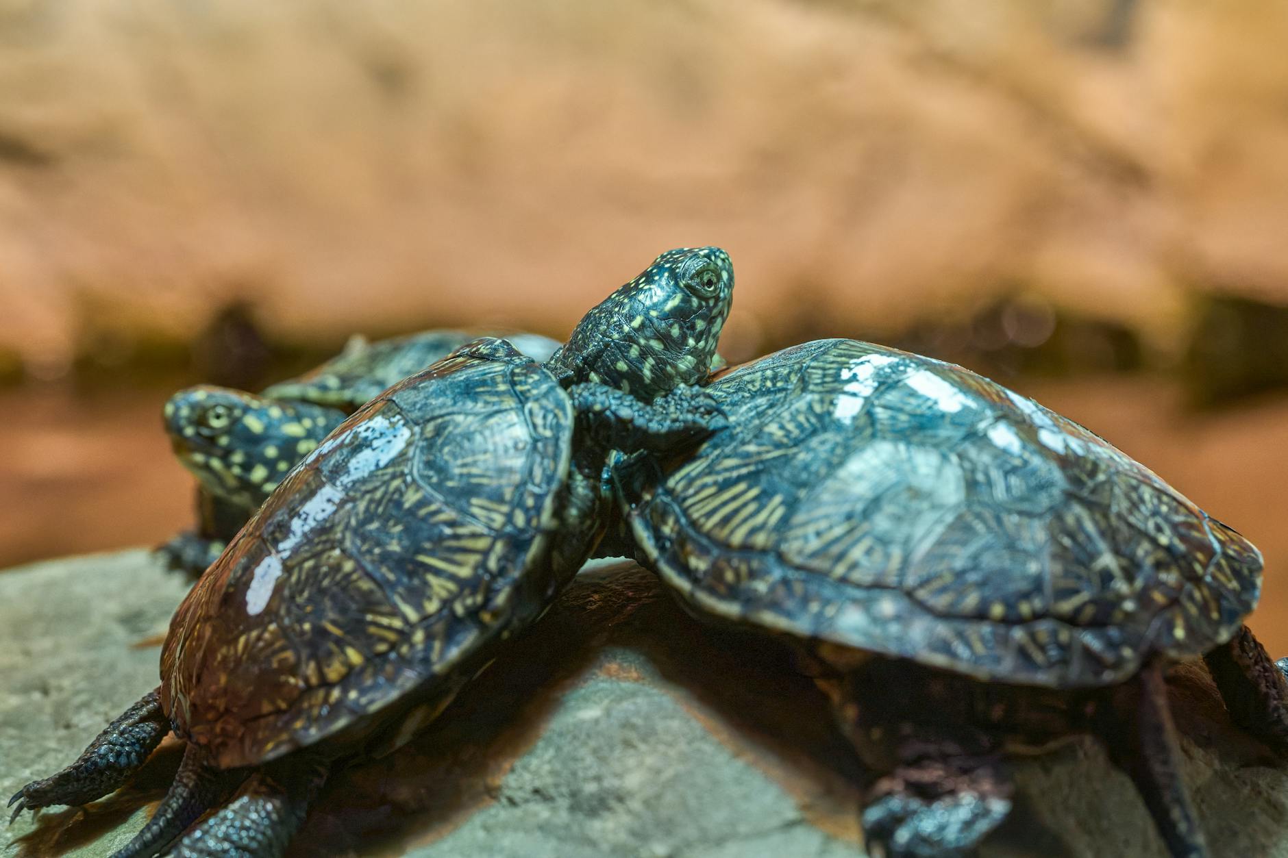 Tartarugas Ninja chegam ao seu console com preços incríveis!