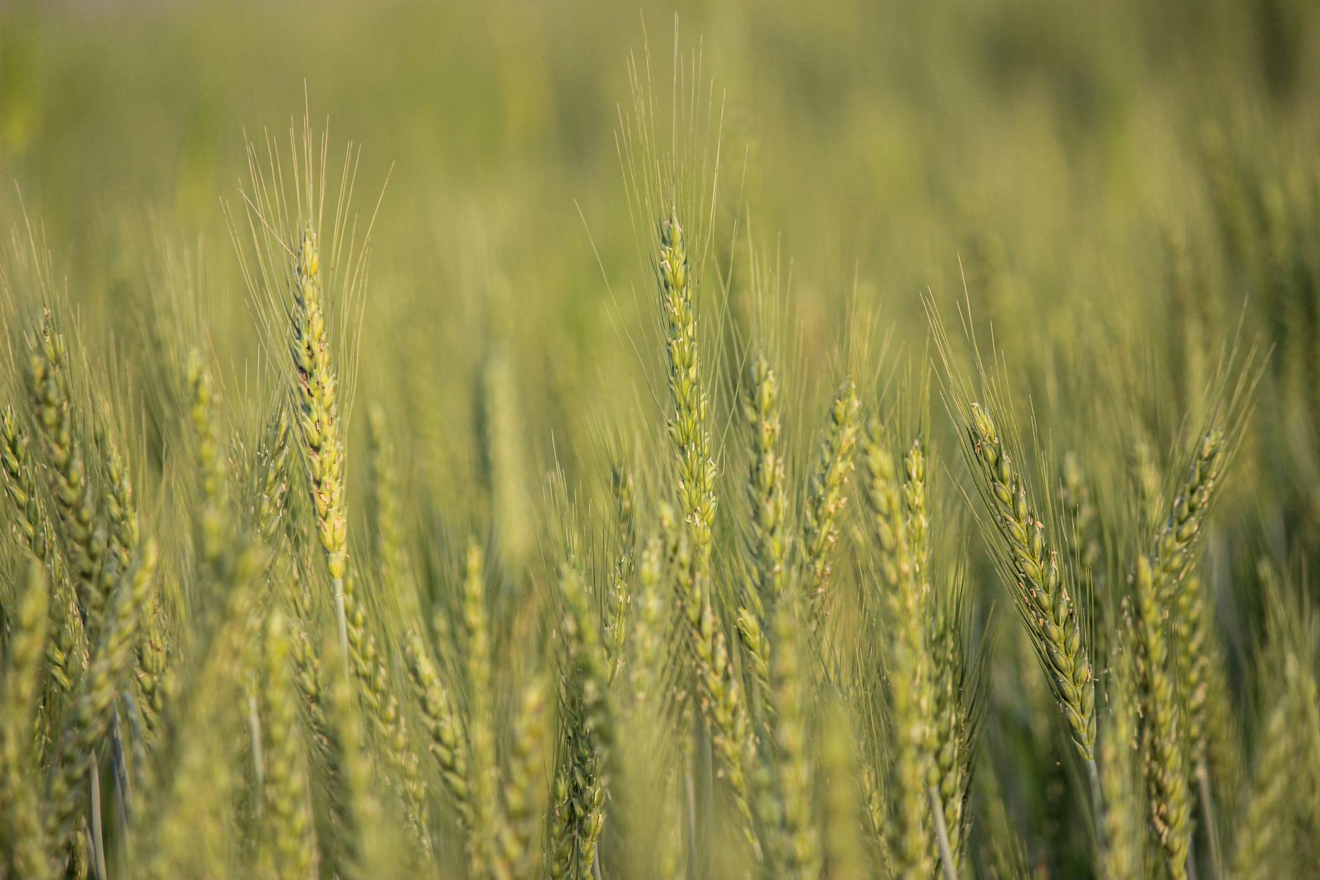 Uma Nova Máscara de Fome: Crop, o Farmville mais Sombrio