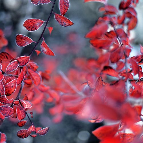 Crimson Desert EXplode com Atualização 1.09: O que Mudou?