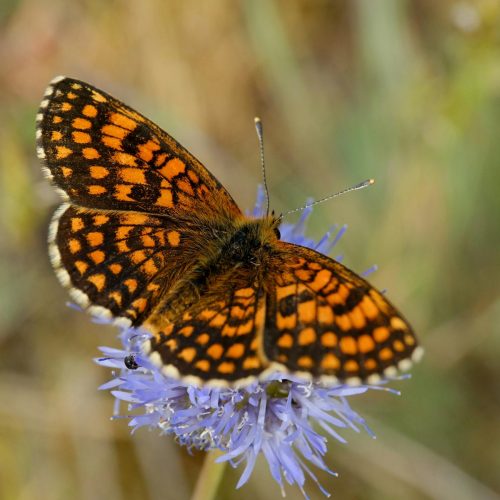 Fatal Frame II: Crimson Butterfly: Remake ou Reencanta?