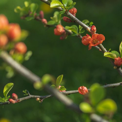 FF7 Rebirth: A Nova Odisseia Começa em Casa!