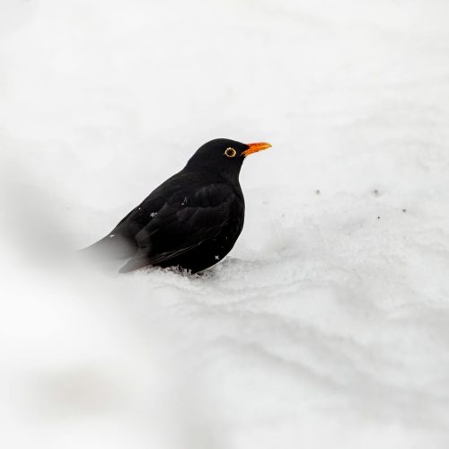 Microsoft Matou o Sonho de Milhões com o Cancelamento de Blackbird: ‘Um Item da Contabilidade’