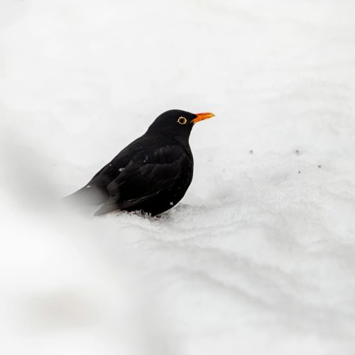 Microsoft Matou o Sonho de Milhões com o Cancelamento de Blackbird: ‘Um Item da Contabilidade’