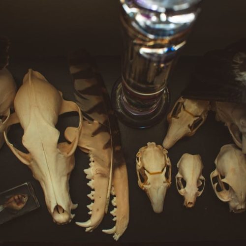 Morbid Metal: A Odisseia de Sangue e Metal!