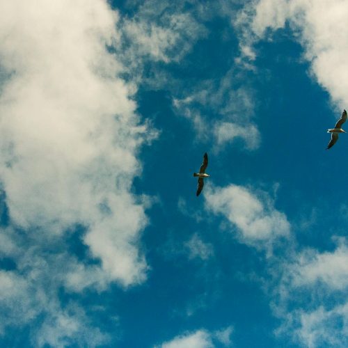 O Substituto Perfeito para Star Fox: Descubra Wild Blue Skies!
