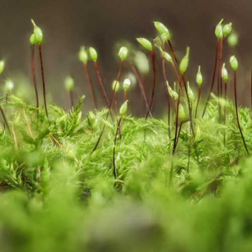 Pickmos: O Nome Muda, Mas O Similar com Pokémon Fica