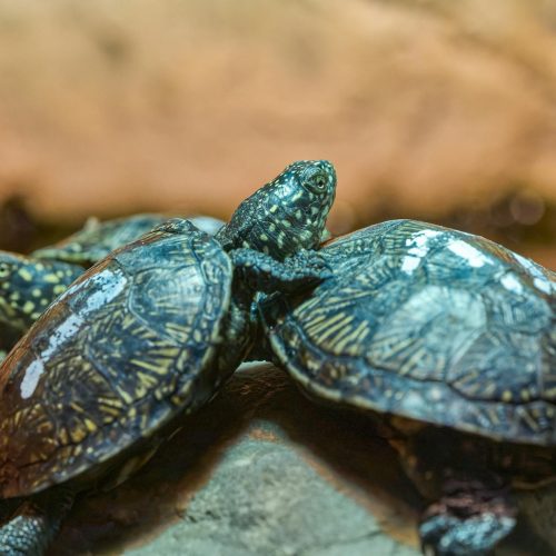 Tartarugas Ninja chegam ao seu console com preços incríveis!