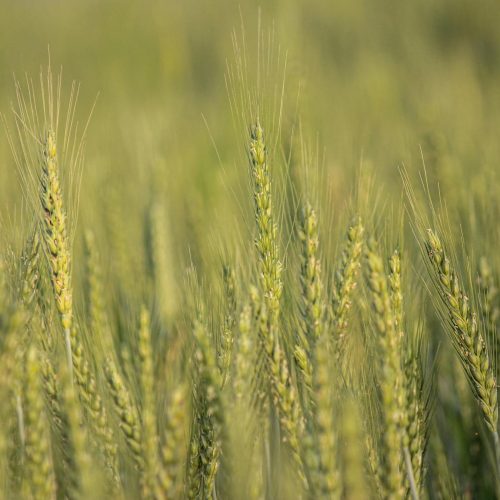 Uma Nova Máscara de Fome: Crop, o Farmville mais Sombrio