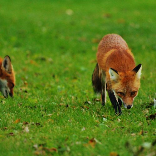 Velan Studios vai reviver Star Fox e eu estou mais animado do que nunca!