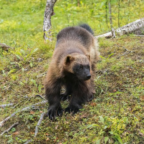 Wolverine: desenvolvedores mudam animações para evitar imagem de sadismo
