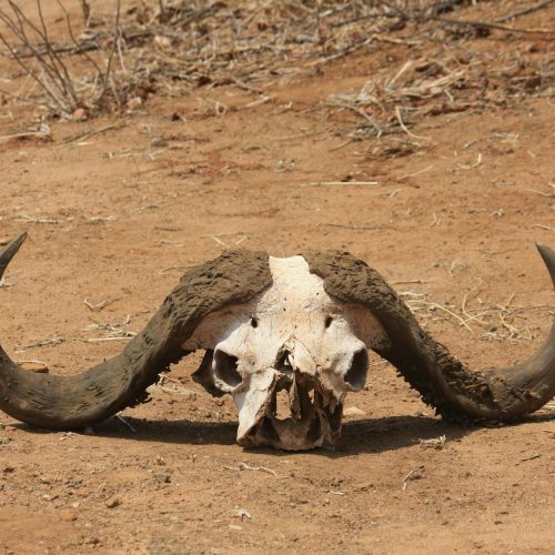Wrong Organ Revela Carcass Clad: Uma Experiência de Guerra que Promete Choques